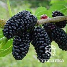 Шелковица черная-2