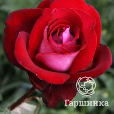 Роза Аллилуйя чайно-гибридная, Топалович-2
