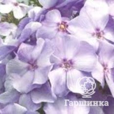 Флокс метельчатый Лаванделвольке (LavendelWolke)-2