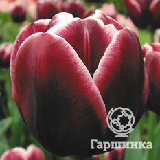 Тюльпан Александр Пушкин-2