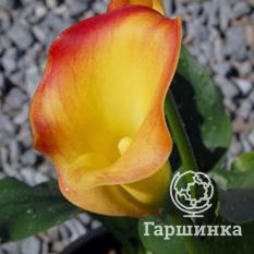  Калла Пич Шиффон-3