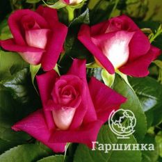 Роза Акапелла чайно-гибридная, Топалович-2