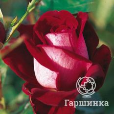 Роза Аллилуйя чайно-гибридная, Топалович-3