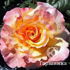 Роза Акварель чайно-гибридная, Тантау-4