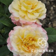 Роза Акварель чайно-гибридная, Тантау-3