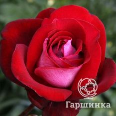 Роза Аллилуйя чайно-гибридная, Топалович-4