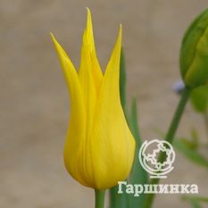 Тюльпан Баллада Голд-3
