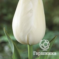 Тюльпан Маурин-2