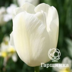 Тюльпан Маурин-4