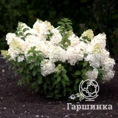 Саммер Сноу-4