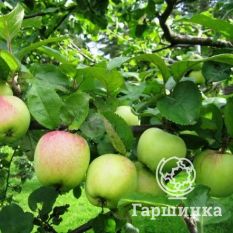 Яблоня Антоновка десертная-4