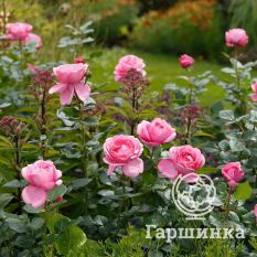 Роза Дезире чайно-гибридная-2