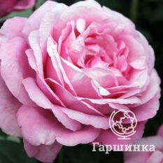 Роза Дезире чайно-гибридная-4