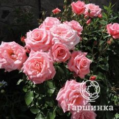 Роза Дезире чайно-гибридная-3
