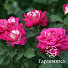 Роза Акапелла чайно-гибридная, Топалович-3