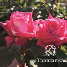 Роза Акапелла чайно-гибридная, Топалович-4