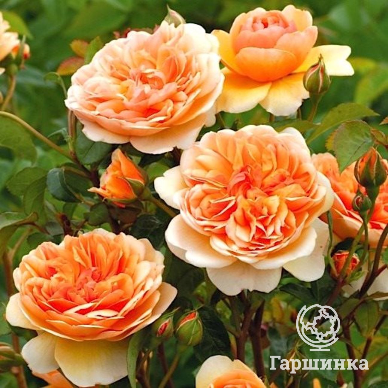 Розы Дэвида Остина | Интернет-магазин садовых растений