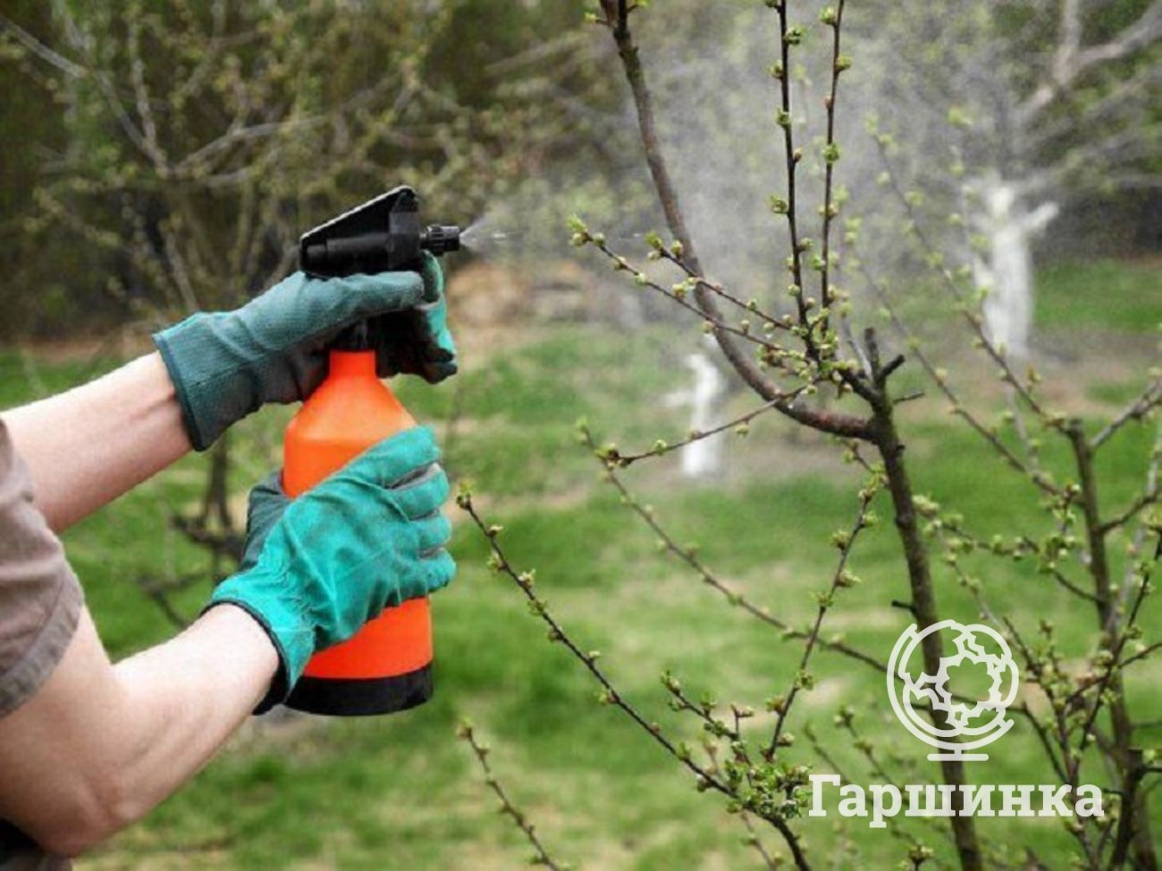 Подкормка плодовых деревьев весной эффективные удобрения и способы применения