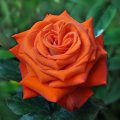 Роза чайно-гибридная 'Амбассадор'