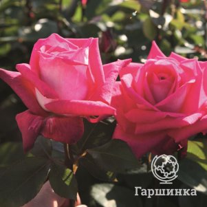 

Роза Сайленс чайно-гибридная, Imperial Rose