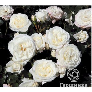 Роза Флорентине флорибунда, Imperial Rose