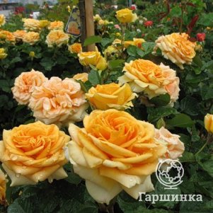 Роза Лион чайно-гибридная, цвет 12 см