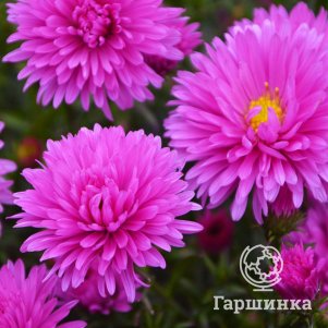 

Астра Патрисия Баллард новобельгийская