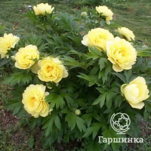 

Пион-ИТО Бартзелла