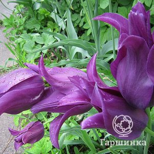 

Тюльпан Бургунди лилиецветный 5шт