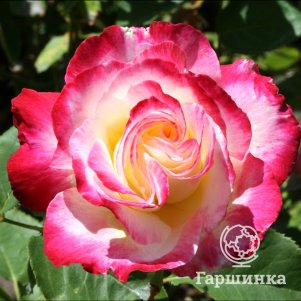 Роза Дабл Делайт флорибунда, Топалович