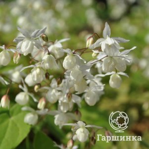 

Горянка пышная Нивеум