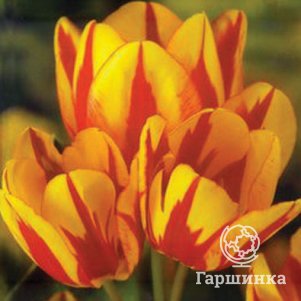 

Тюльпан Колор Спектакль многоцветковый 4шт
