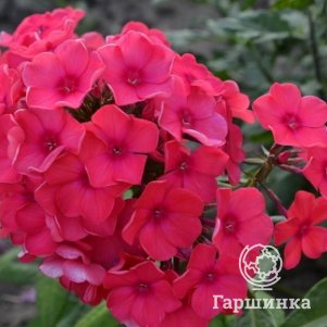

Флокс Маргарита