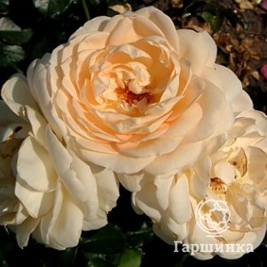 

Роза Эмпресс флорибунда, Imperial Rose
