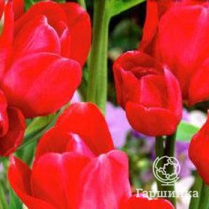 

Тюльпан Мерри Гоу Раунд многоцветковый 5шт.