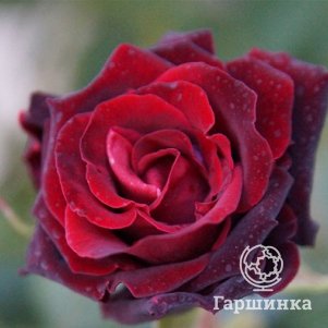 

Роза Милдред Шил/Дип Секрет чайно-гибридная, Тантау