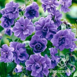 Герань садовая Пленум