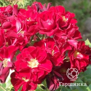 

Роза Ред Фэйри миниатюрная, Imperial Rose