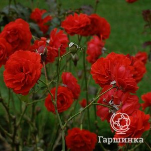 

Роза Трампетер флорибунда, Imperial Rose