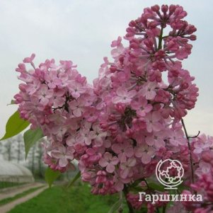 

Сирень Майденс Блаш