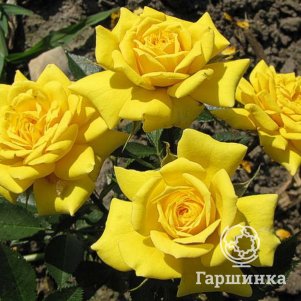 

Роза Зонненкинд миниатюрная, Imperial Rose