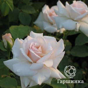 Роза Сван Лейк плетистая, Imperial Rose