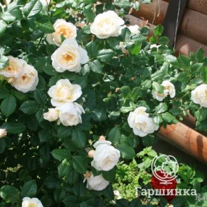 

Роза Ютерсен Клостеррозе плетистая, Тантау