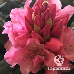 

Рододендрон гибридный Хельсинский Университет