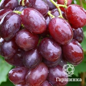 Виноград Покровский плодовый - фото 1