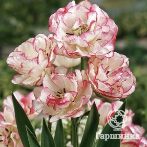 Тюльпан Белисия многоцветковый 4шт/уп - фото 1