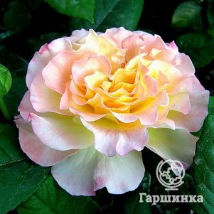 Роза Акварель чайно-гибридная, Тантау, цвет 10 см - фото 1