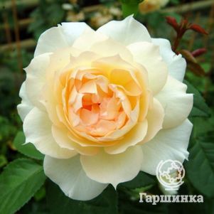 

Роза Чайковский/Мэгги Табберер, Мейян