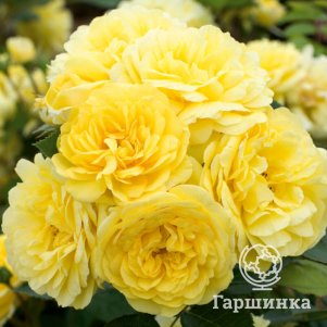 

Роза Еллоу Мейлав, Мейян