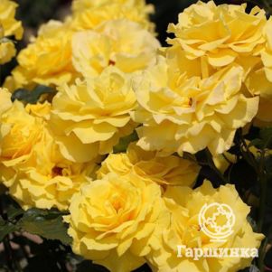 

Роза Фрезия, Кордес